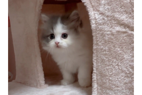 成約済の愛媛県のミヌエット-71141の5枚目